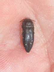 Acmaeodera ornatoides