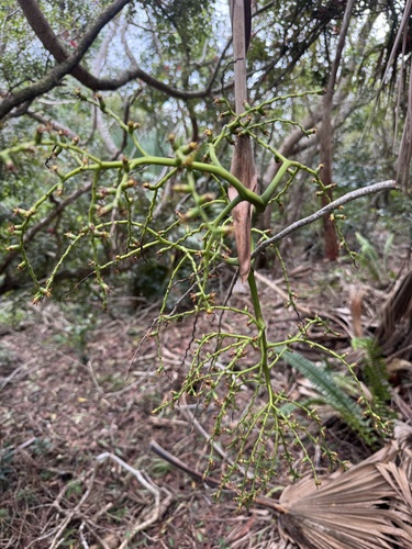 Pritchardia martii, photograph 3
