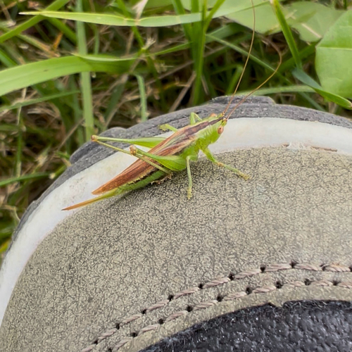 Slender Meadow Katydid