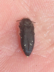 Acmaeodera ornatoides