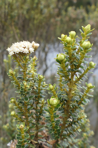 Ozothamnus vauvilliersii, photograph 5