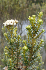 Ozothamnus vauvilliersii, photograph (c) derek_onley, some rights reserved (CC BY)