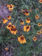 Helenium elegans