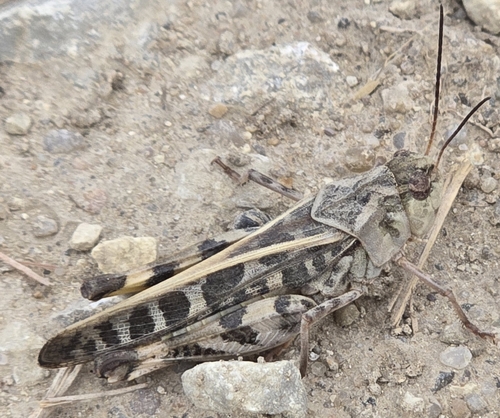 Wrinkled Grasshopper