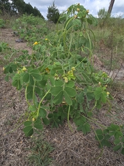 Senna obtusifolia, photograph author not stated, no rights reserved