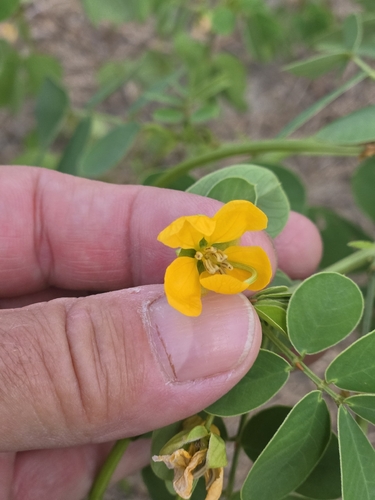 Senna obtusifolia, photograph 5