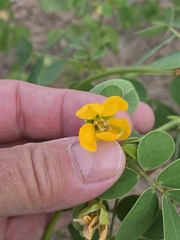 Senna obtusifolia, photograph author not stated, no rights reserved