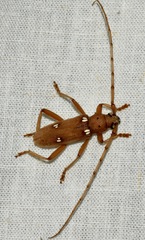 Eburia quadrigeminata