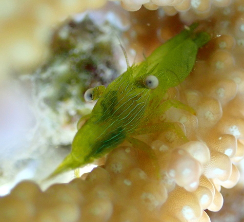 Coralliocaris graminea observed 2026-09-11