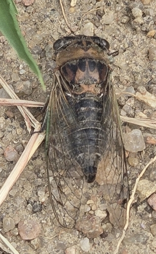 Plains Dog-Day Cicada