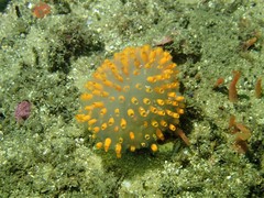 Polycitor giganteus