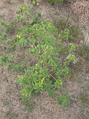 Senna obtusifolia, photograph author not stated, no rights reserved