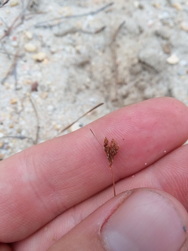 Capillary hairsedge (Bulbostylis ciliatifolia)