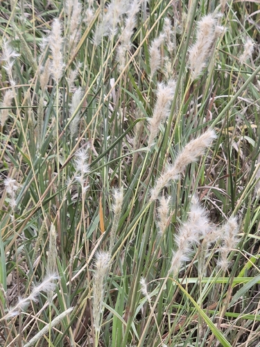 silver bluestem