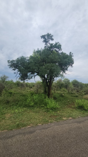 Cassia abbreviata, photograph 2