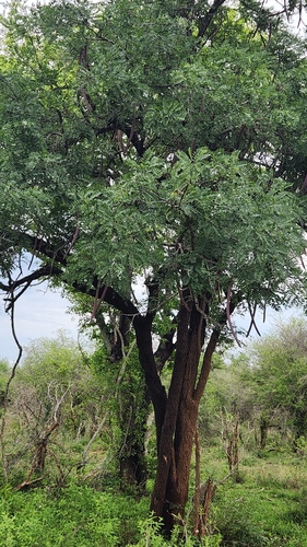 Cassia abbreviata