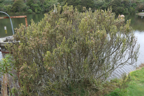 Ozothamnus vauvilliersii, photograph 4
