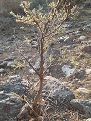 Vachellia pennatula