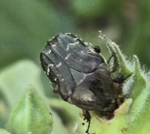 Dark Flower Scarab