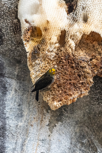 Yellow-rumped Honeyguide