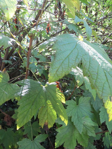 Ribes bracteosum, photograph 2