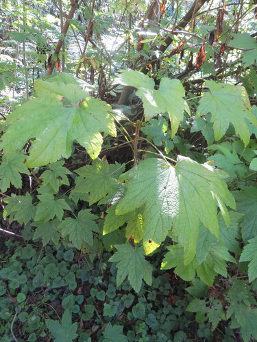 Ribes bracteosum, photograph 4