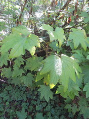 Ribes bracteosum, photograph (c) Garth Harwood, some rights reserved (CC BY)