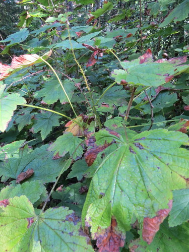 Ribes bracteosum, photograph 5