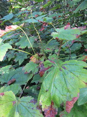 Ribes bracteosum, photograph (c) Garth Harwood, some rights reserved (CC BY)