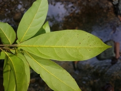 Mespilodaphne veraguensis