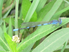 Argia leonorae