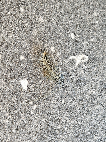 Japanese House Centipede