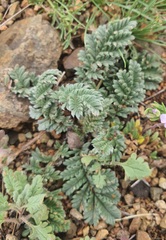 Potentilla sericea