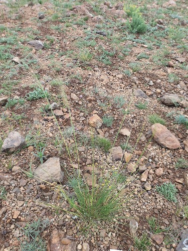 Stipa krylovii, photograph 4