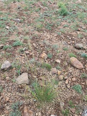 (c) Urgamal Magsar, some rights reserved (CC BY) Stipa krylovii, photograph (c) Urgamal Magsar, some rights reserved (CC BY)