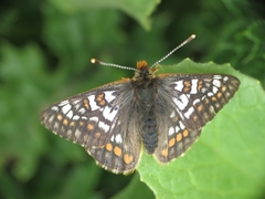Euphydryas cynthia