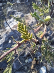 Vachellia pennatula