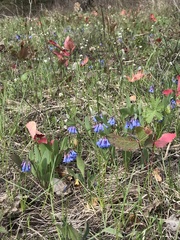 Mertensia oblongifolia