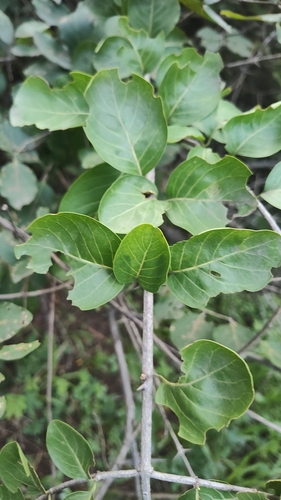 Canthium coromandelicum observed 2026-09-06
