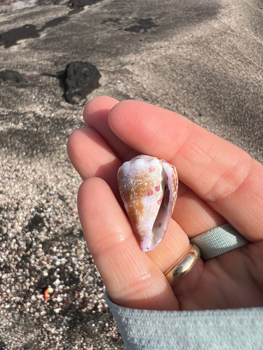 Conus diadema observed 2026-09-10