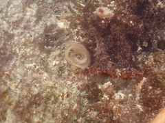 Dendrodoris krebsii