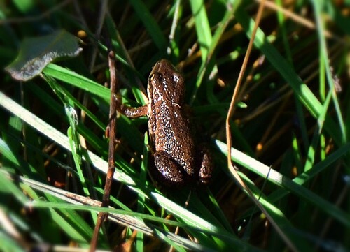 Boreal Chorus Frog