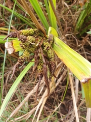 Cyperus ustulatus