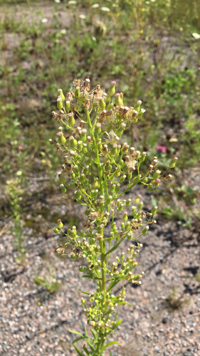 horseweed