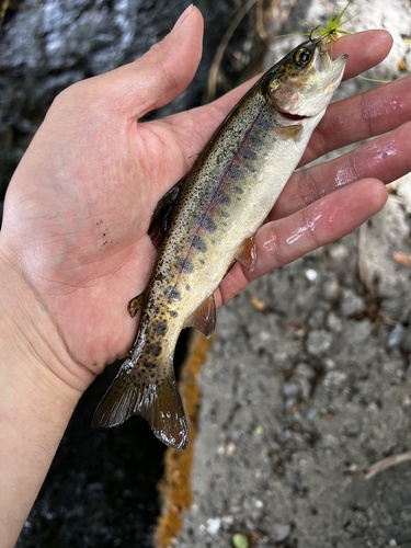 Rainbow Trout