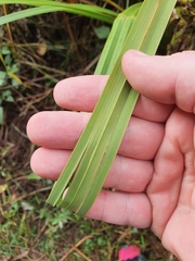 Cyperus ustulatus