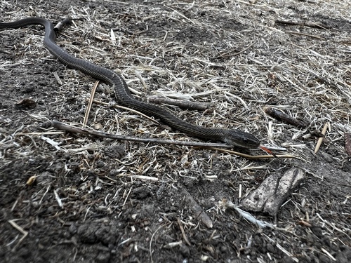 Western Terrestrial Garter Snake