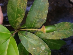 Mespilodaphne veraguensis