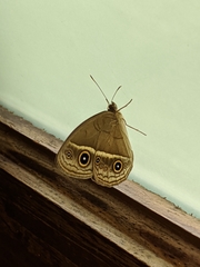 Mycalesis gotama nanda