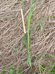 Carex frankii